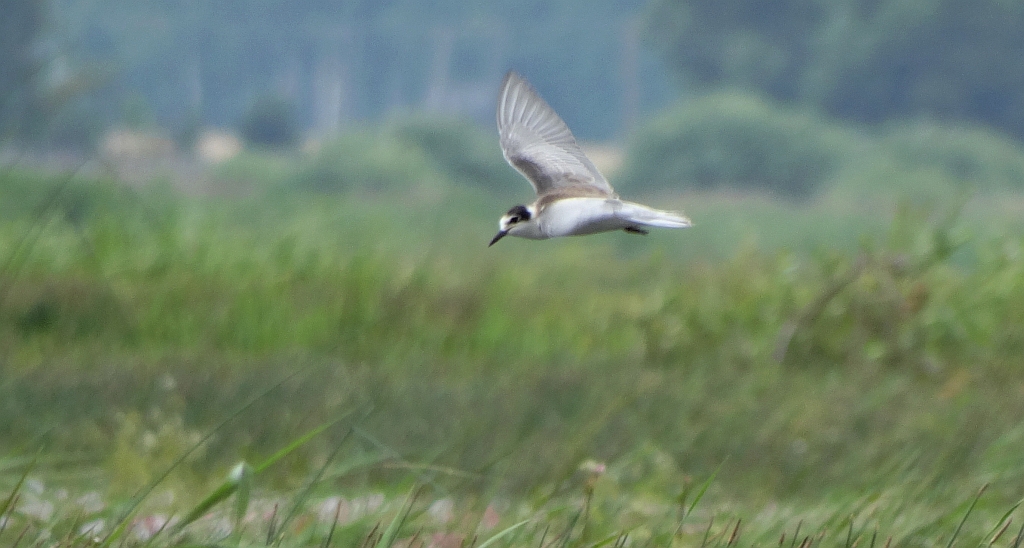 Mewa śmieszka, śmieszka (Chroicocephalus ridibundus)