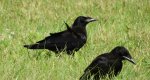 Gawron, gapa (Corvus frugilegus)