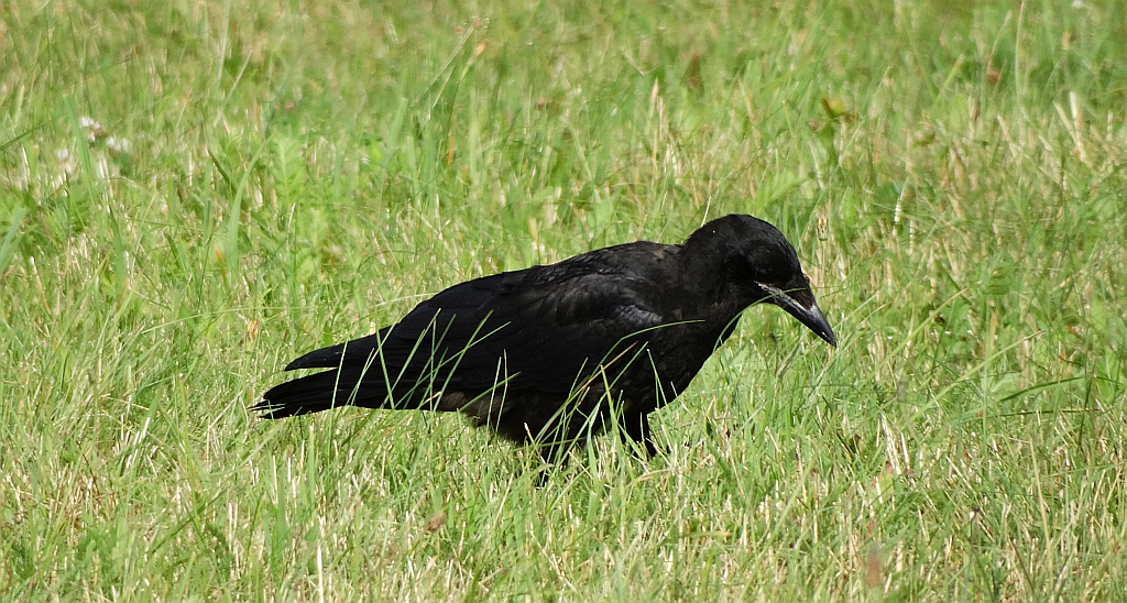 Gawron, gapa (Corvus frugilegus)