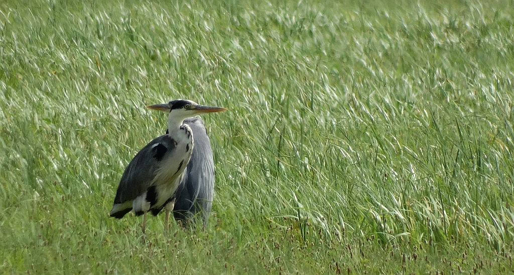 Czapla siwa (Ardea cinerea)