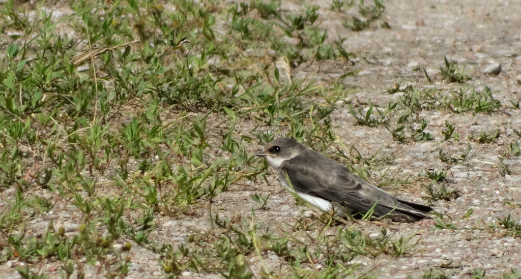 Brzegówka zwyczajna, brzegówka, jaskółka brzegówka (Riparia riparia)