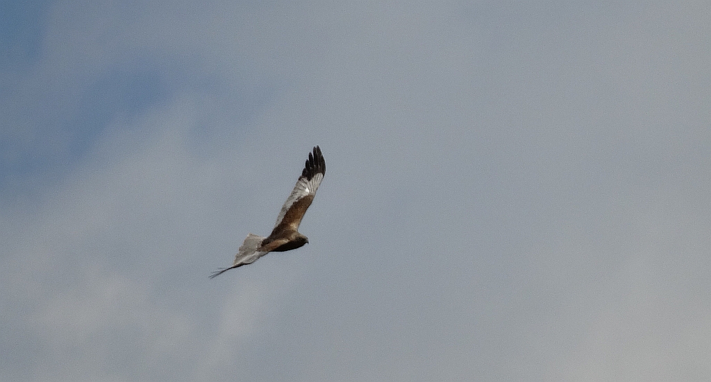 Błotniak stawowy (Circus aeruginosus)