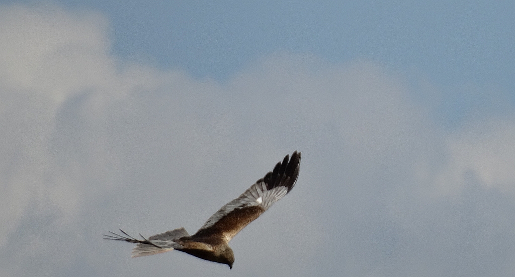 Błotniak stawowy (Circus aeruginosus)