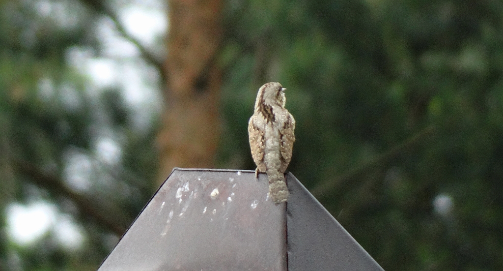 Krętogłów zwyczajny, krętogłów (Jynx torquilla)