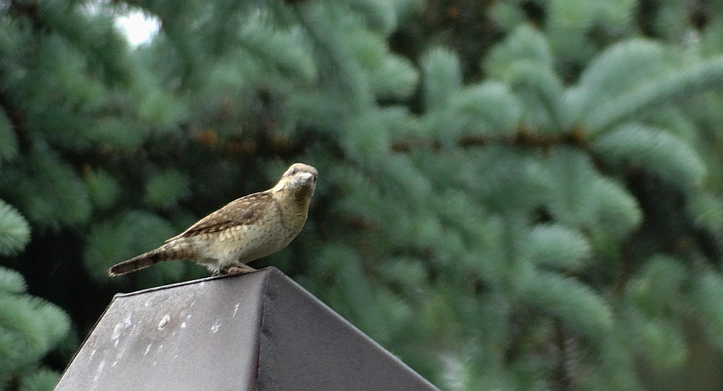 Krętogłów zwyczajny, krętogłów (Jynx torquilla)