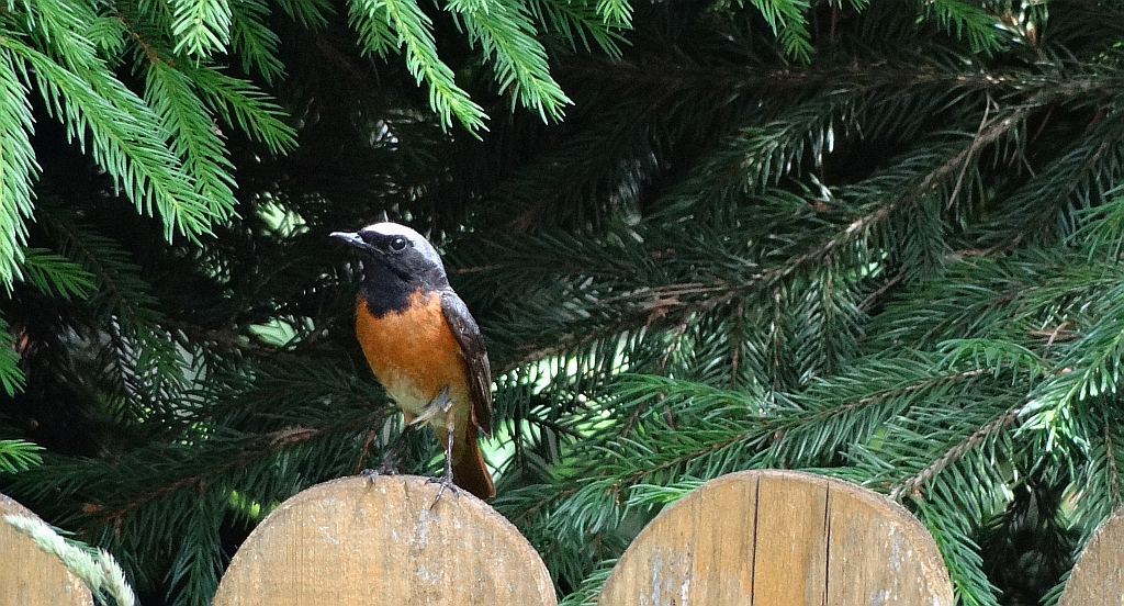 Pleszka zwyczajna, pleszka (Phoenicurus phoenicurus)
