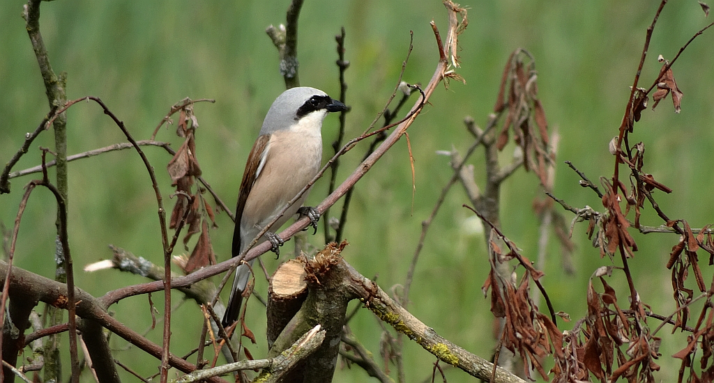 Gąsiorek, dzierzba gąsiorek (Lanius collurio)