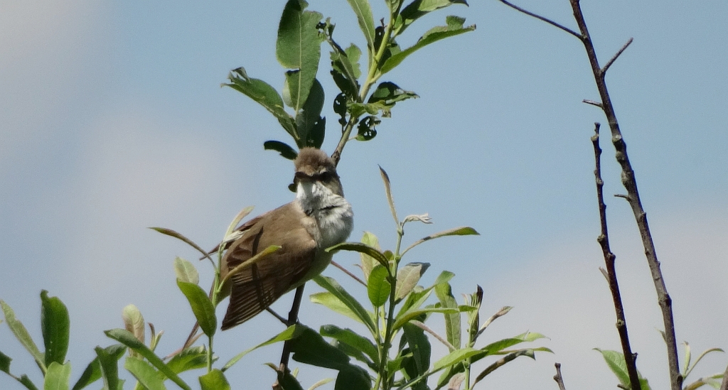 Trzciniak zwyczajny, trzciniak drozdówka (Acrocephalus arundinaceus)