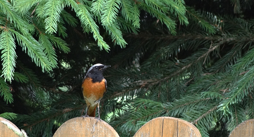 Pleszka zwyczajna, pleszka (Phoenicurus phoenicurus)