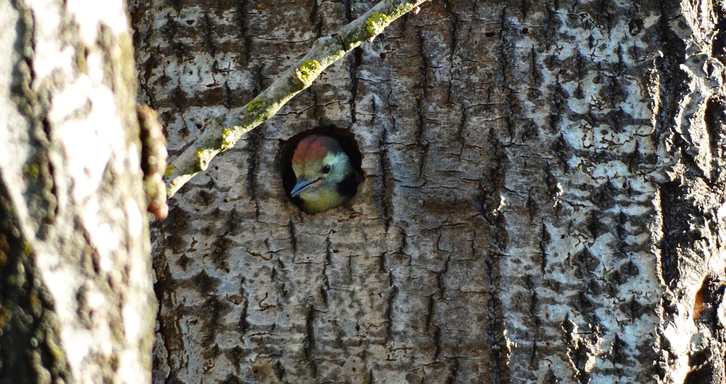 Dzięcioł duży (Dendrocopos major)