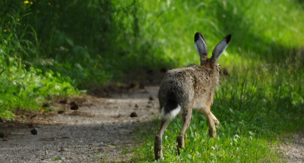 Zając szarak (Lepus europaeus)