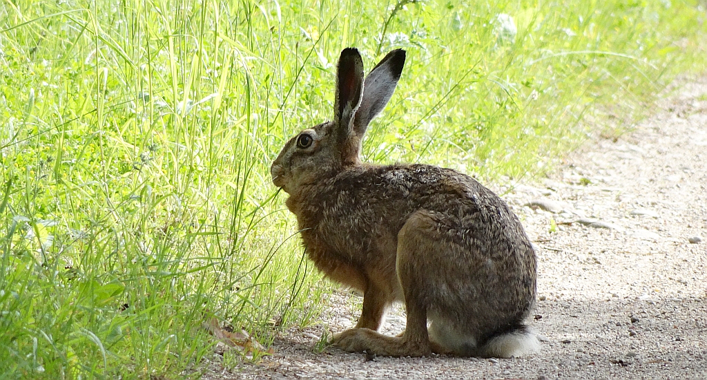 Zając szarak (Lepus europaeus)