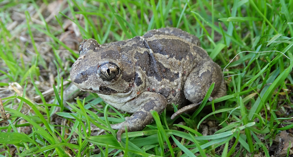 Grzebiuszka ziemna, huczek (Pelobates fuscus)