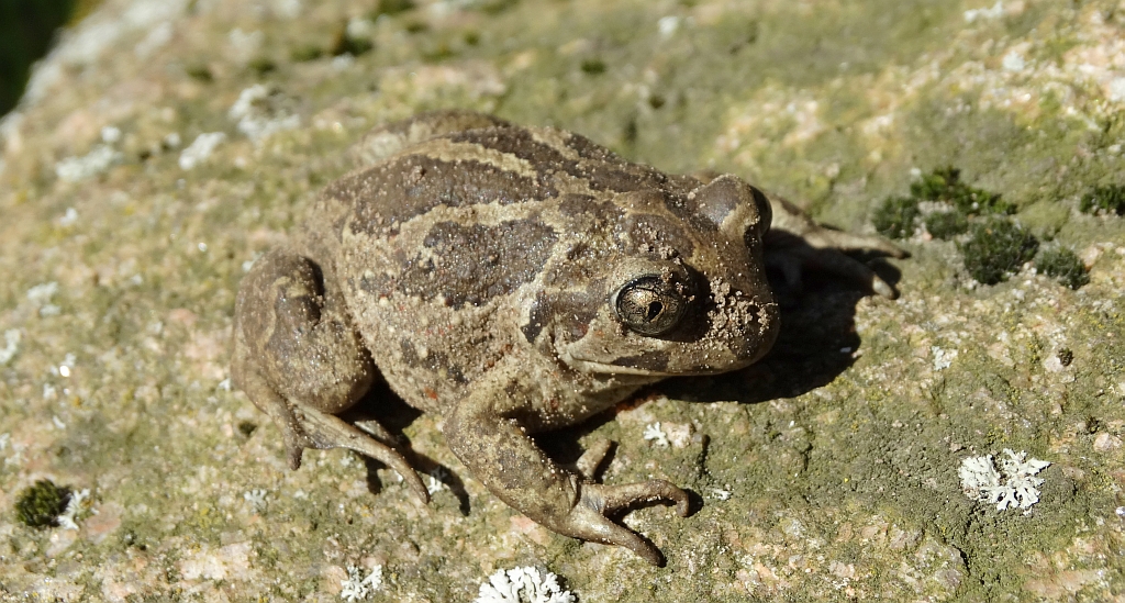 Grzebiuszka ziemna, huczek (Pelobates fuscus)