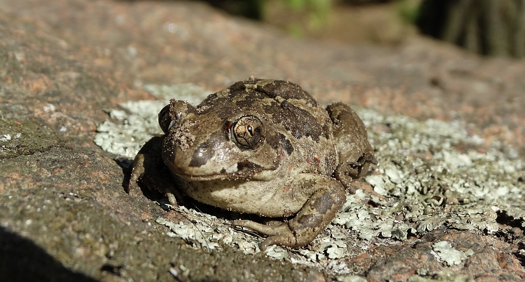 Grzebiuszka ziemna, huczek (Pelobates fuscus)