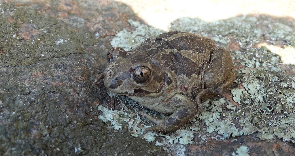 Grzebiuszka ziemna, huczek (Pelobates fuscus)