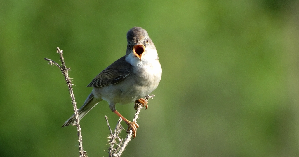 Łozówka (Acrocephalus palustris)