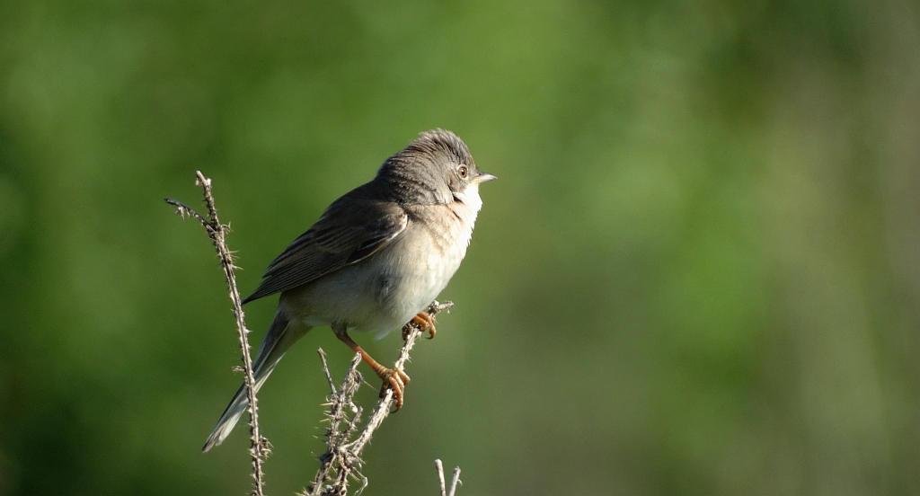 Łozówka (Acrocephalus palustris)