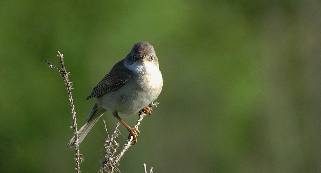 Łozówka (Acrocephalus palustris)