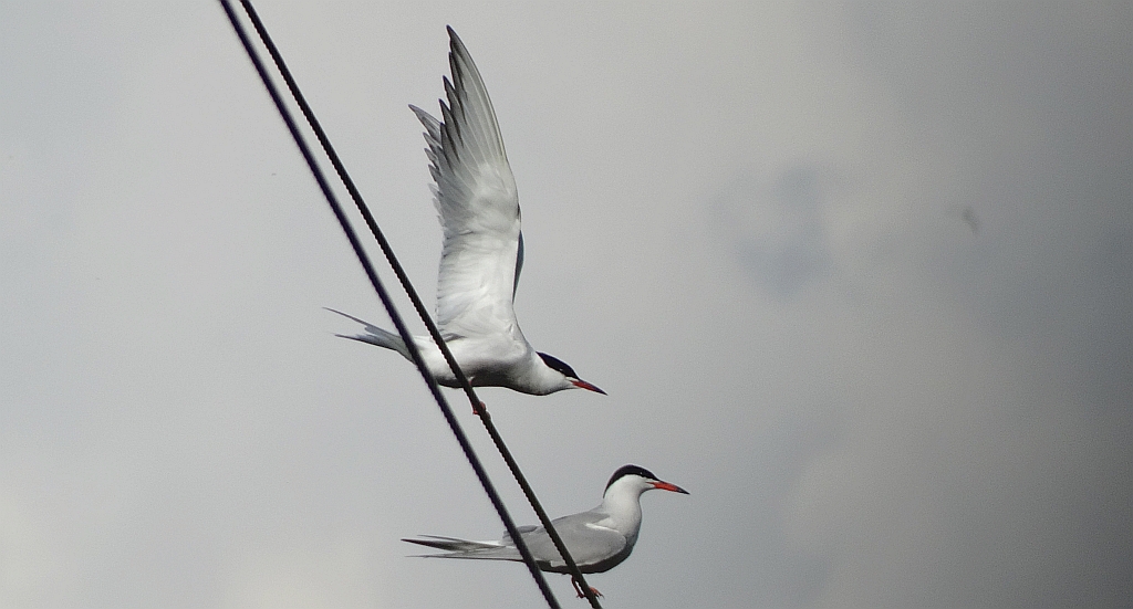 Rybitwa rzeczna, rybitwa zwyczajna (Sterna hirundo)