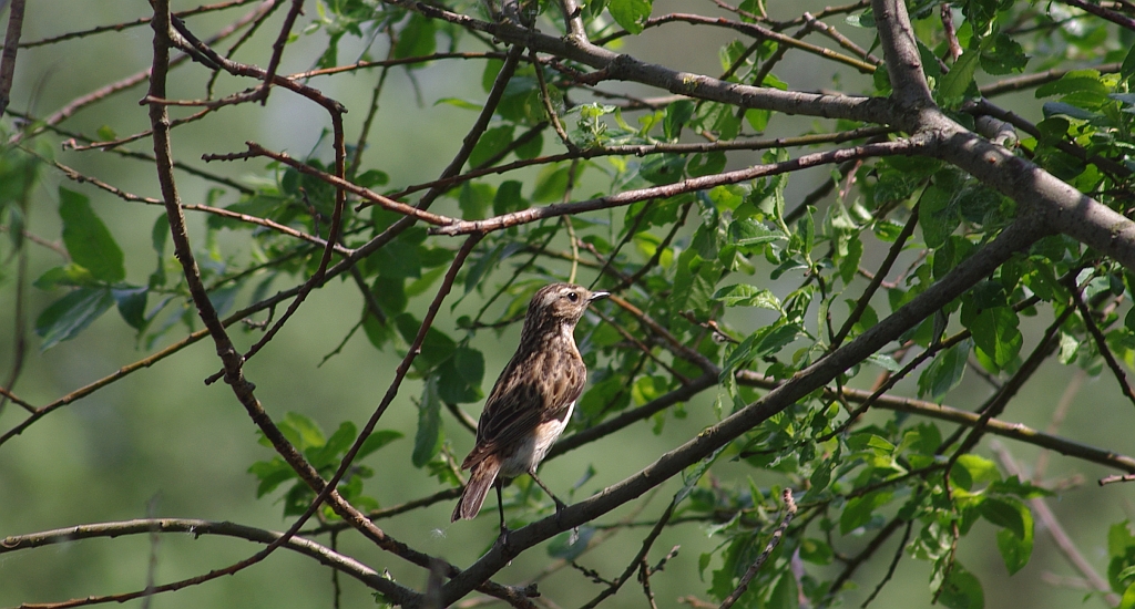 Pokląskwa (Saxicola rubetra)