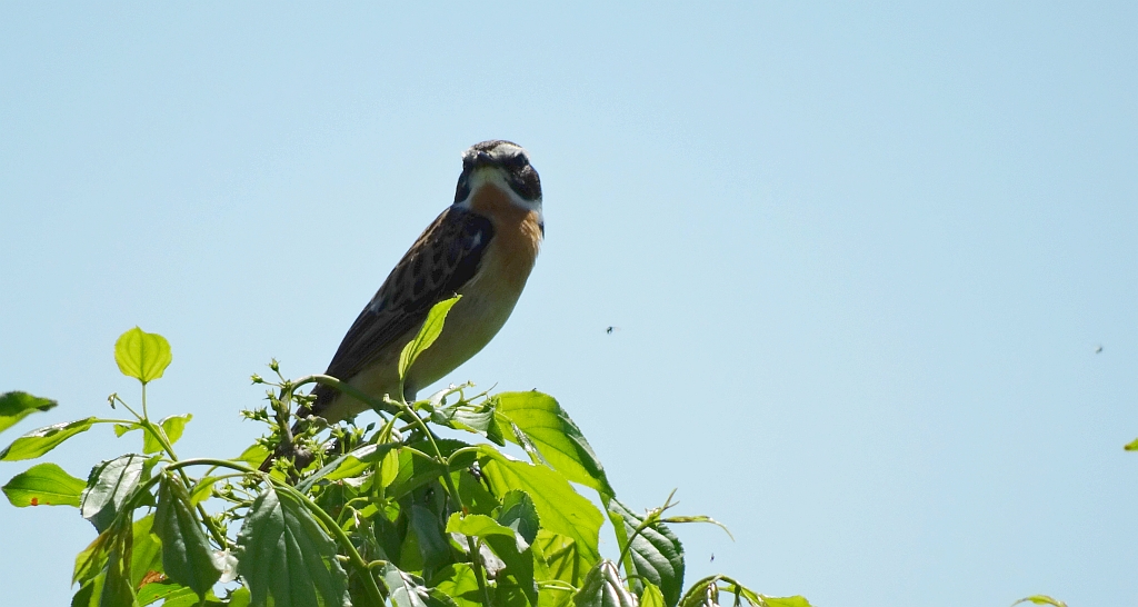 Pokląskwa (Saxicola rubetra)