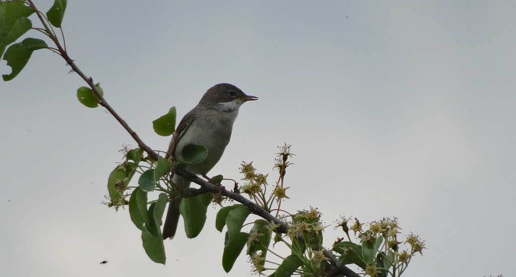 Piegża, piegża zwyczajna, gajówka piegża, pokrzewka piegża (Curruca curruca)