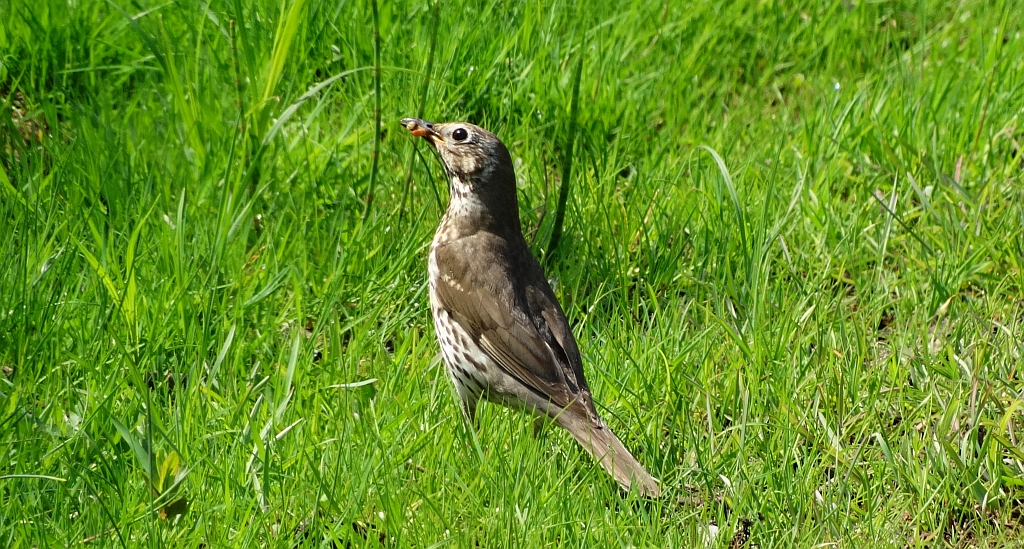Drozd śpiewak (Turdus philomelos)