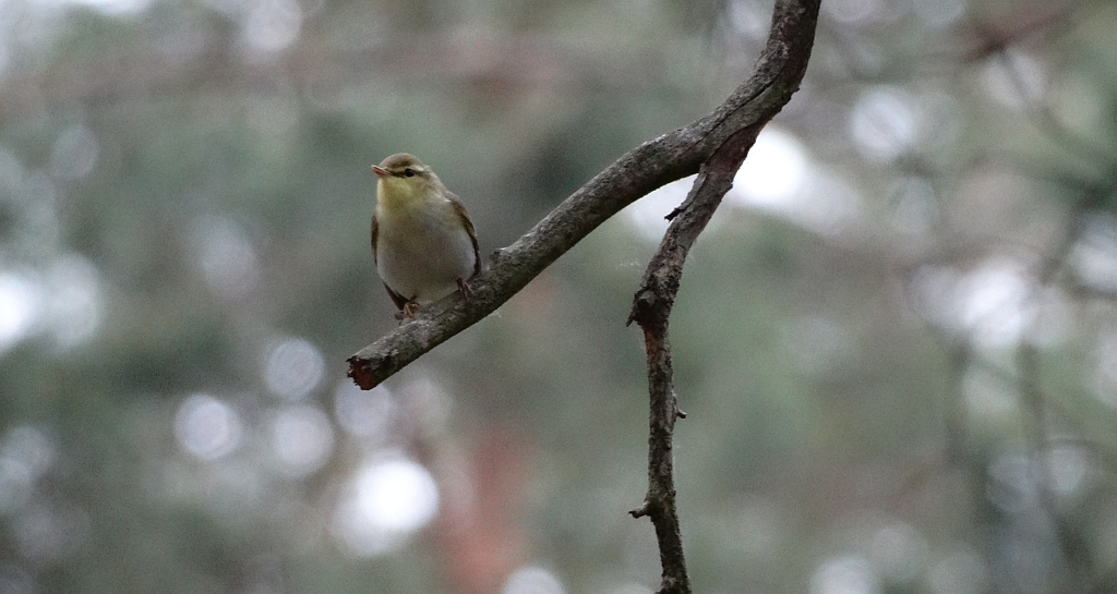 Świstunka leśna (Phylloscopus sibilatrix)