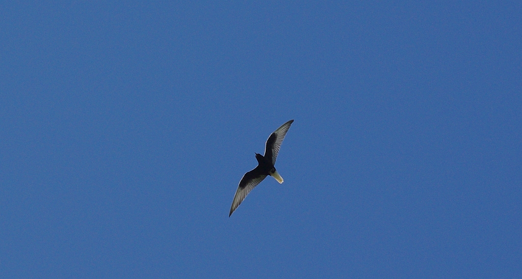 Rybitwa białoskrzydła (Chlidonias leucopterus)