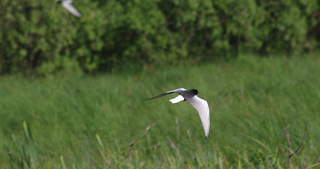 Rybitwa białoskrzydła (Chlidonias leucopterus)