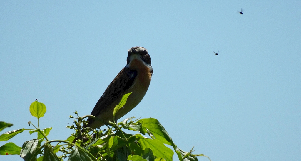 Pokląskwa (Saxicola rubetra)