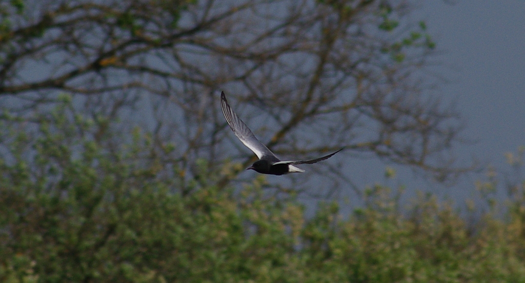 Rybitwa białoskrzydła (Chlidonias leucopterus)
