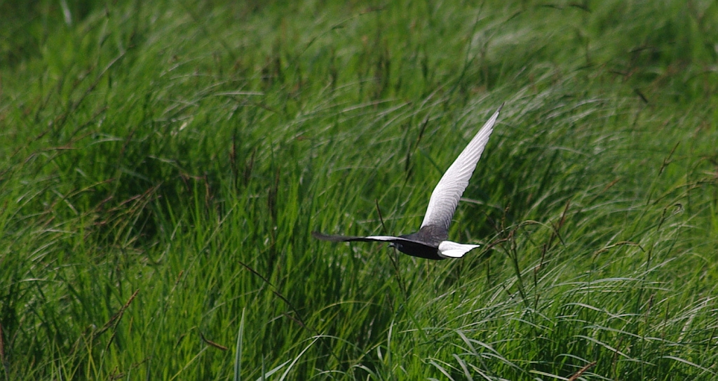 Rybitwa białoskrzydła (Chlidonias leucopterus)