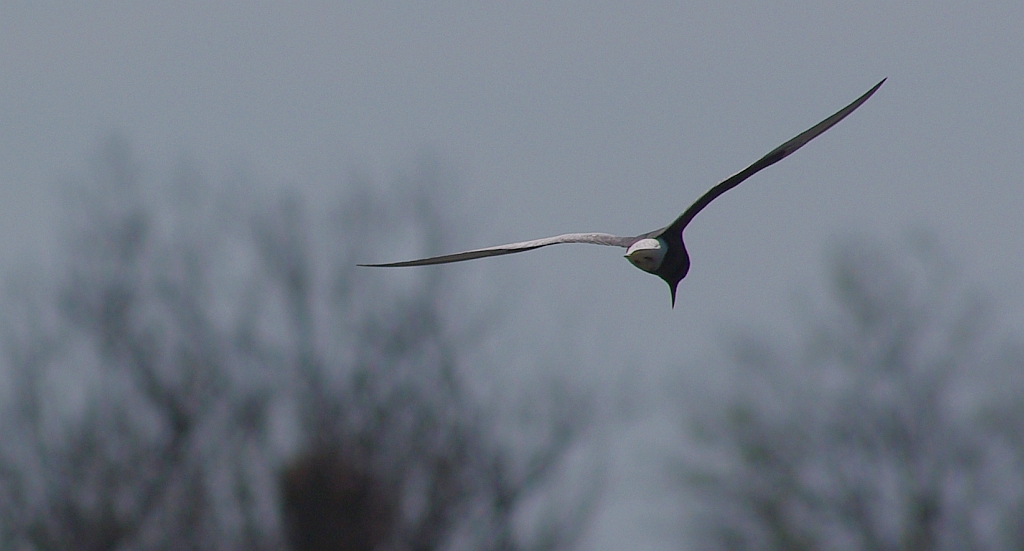 Rybitwa białoskrzydła (Chlidonias leucopterus)