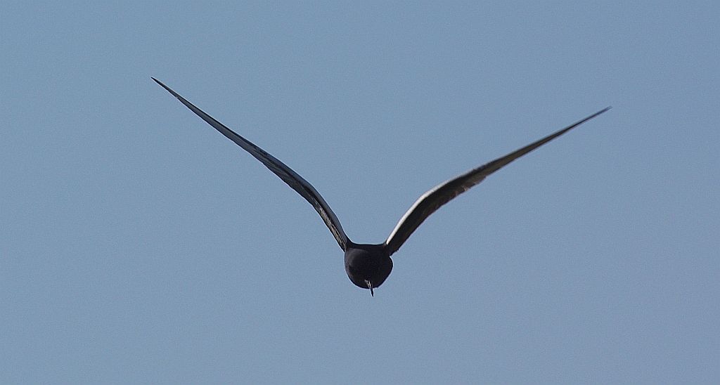 Rybitwa białoskrzydła (Chlidonias leucopterus)