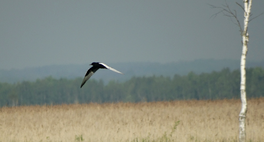 Rybitwa białoskrzydła (Chlidonias leucopterus)