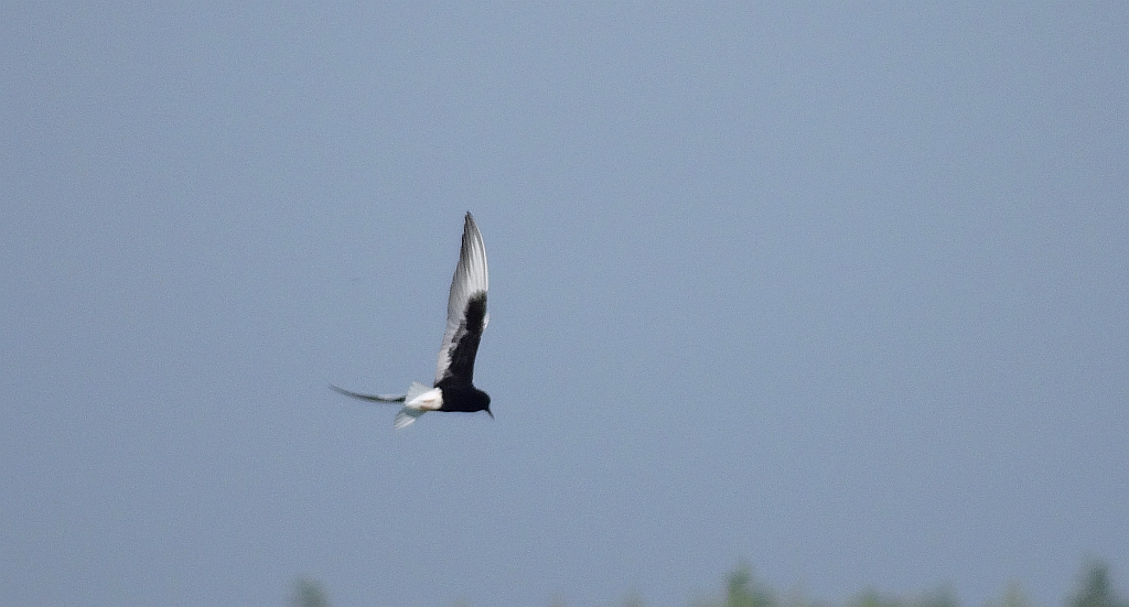 Rybitwa białoskrzydła (Chlidonias leucopterus)