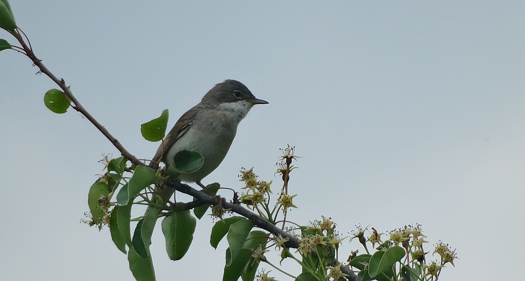 Piegża, piegża zwyczajna, gajówka piegża, pokrzewka piegża (Sylvia curruca)