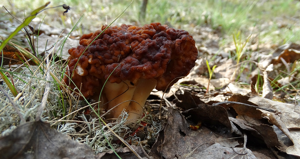 Piestrzenica kasztanowata, babie ucho, murchla, babie uszy (Gyromitra esculenta)