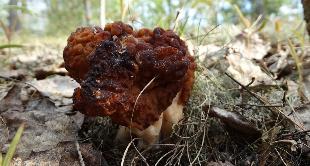 Piestrzenica kasztanowata, babie ucho, murchla, babie uszy (Gyromitra esculenta)