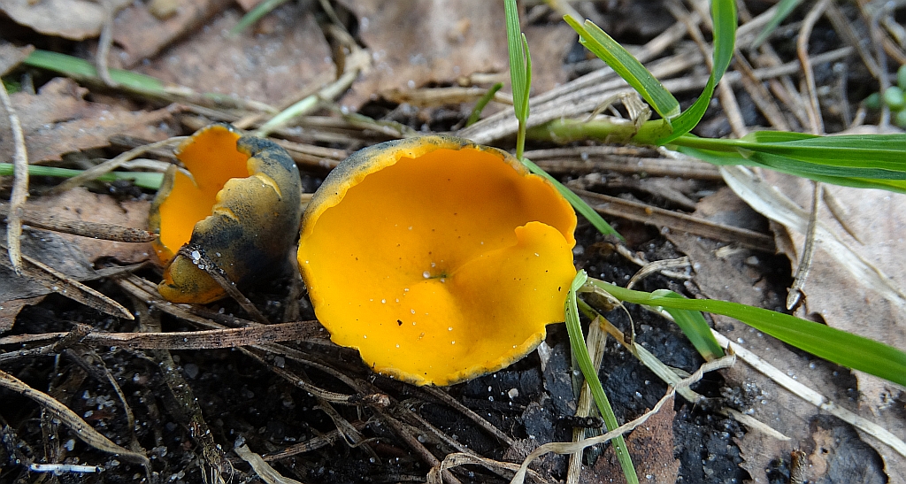 Czarka żółta (Acervus epispartius)