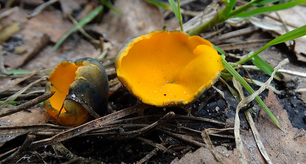 Czarka żółta (Acervus epispartius)