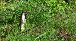Gronostaj, łasica gronostaj (Mustela erminea)