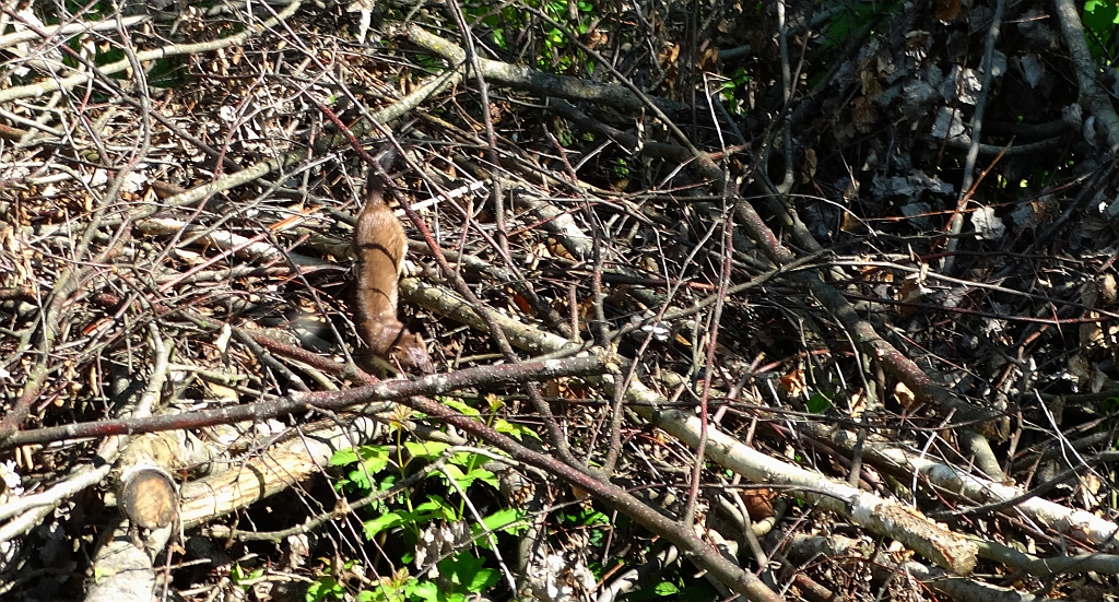 Gronostaj, łasica gronostaj (Mustela erminea)