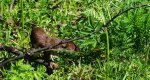 Gronostaj, łasica gronostaj (Mustela erminea)