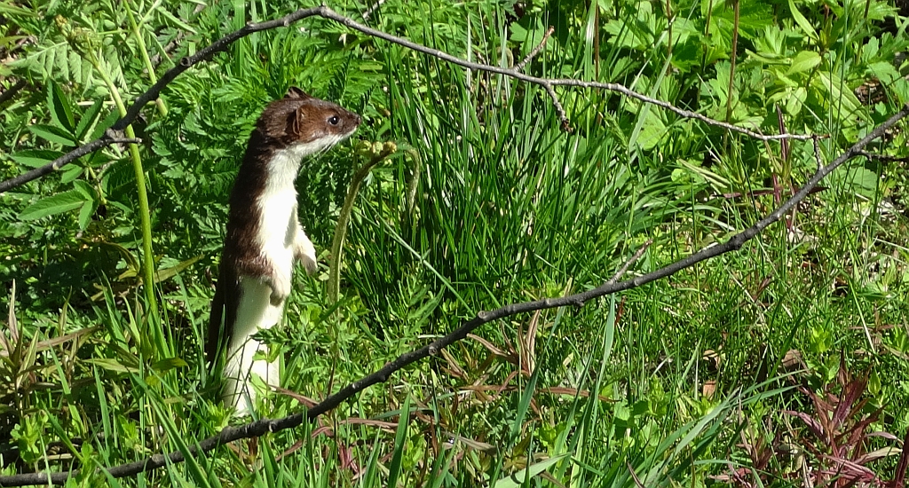 Gronostaj, łasica gronostaj (Mustela erminea)
