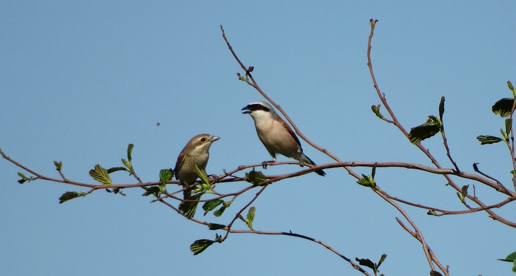Gąsiorek, dzierzba gąsiorek (Lanius collurio)
