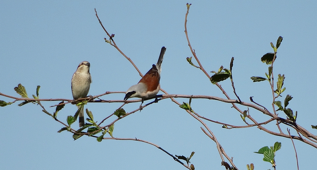 Gąsiorek, dzierzba gąsiorek (Lanius collurio)