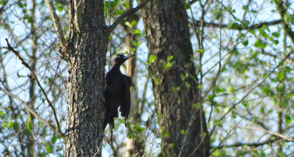 Dzięcioł czarny (Dryocopus martius)